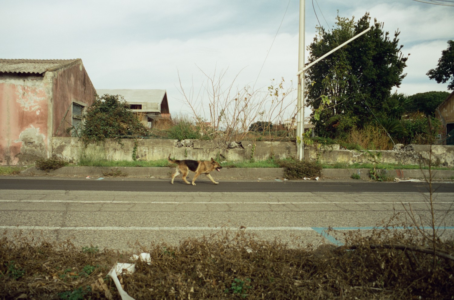 [sniffing dog]